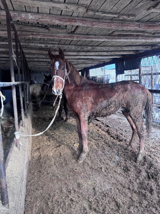 Тай.. Сатылады!! Лошадь