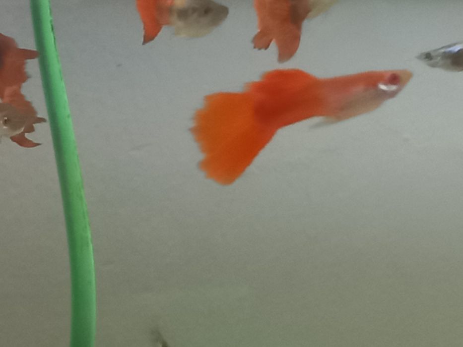 Продам гупи петушков
