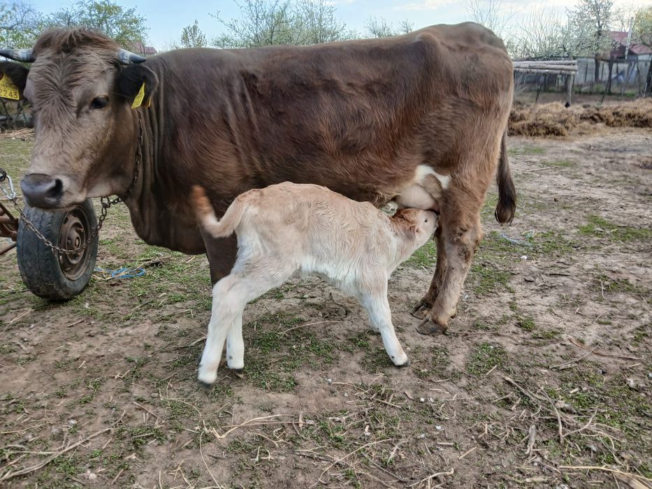 Vacă la prima fătare foarte blândă și cuminte