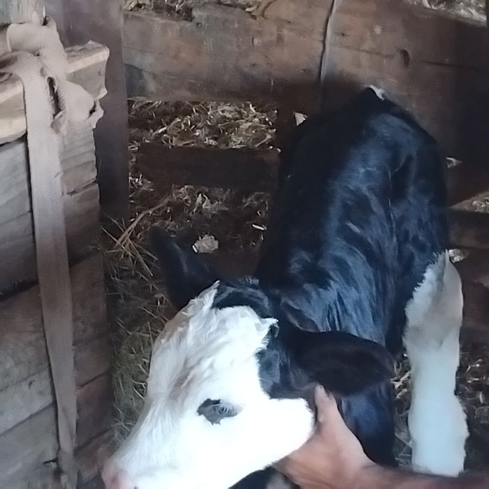 Vand o vitelusa .
