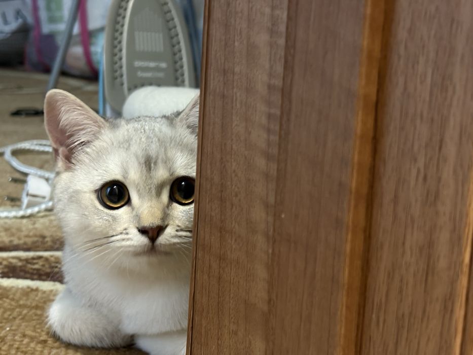 Отдам котенка шотландского 5мес в добрые руки