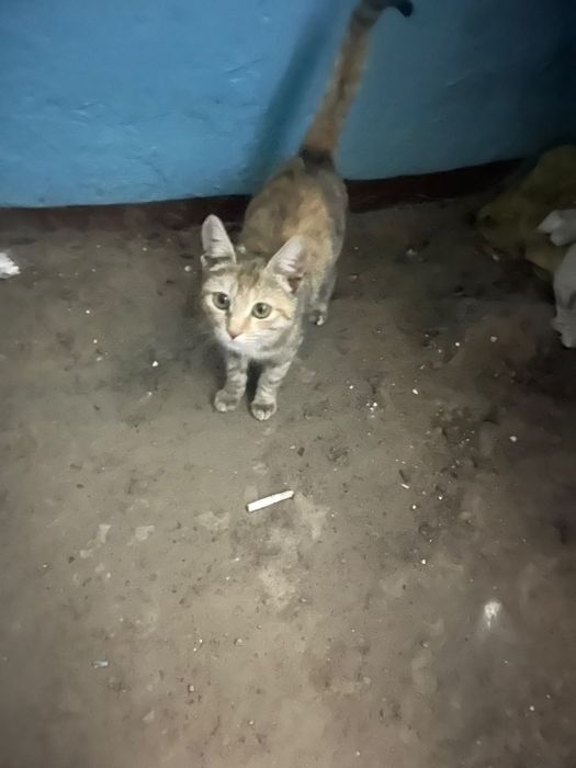 отдадим котенка в добрые руки