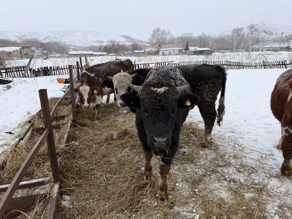 Продам бычков 1,5 годовалых