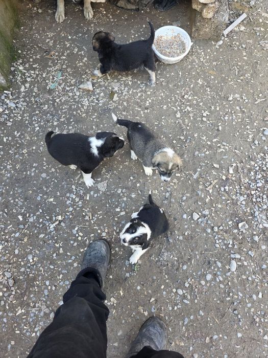 отдам в хорошие руки