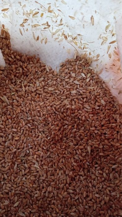 продам зерно 30 кг