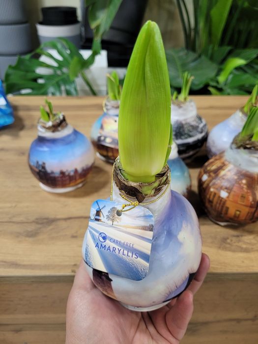 Комнатное растения Амаралис