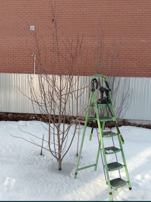 Обрезка деревьев электроинструментами