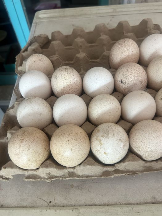 Үндік жұмыртқасы инкубаторға Биг6