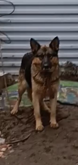 Собаку немецкую овчарку.