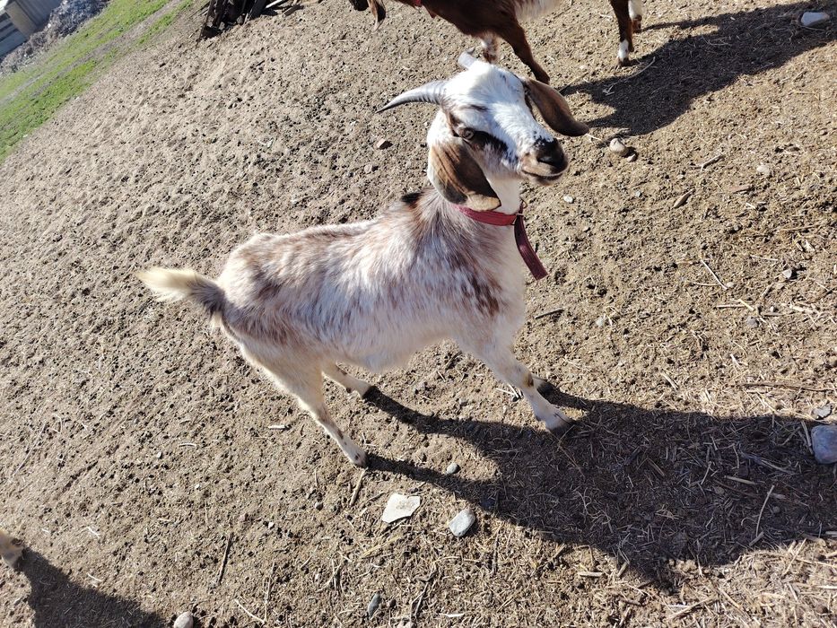 Продам молодую козочку