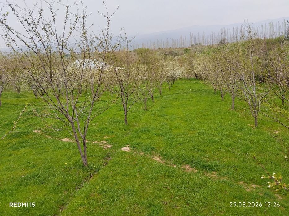 Йер сотилади 19 сотх сотх булибхам сотилади