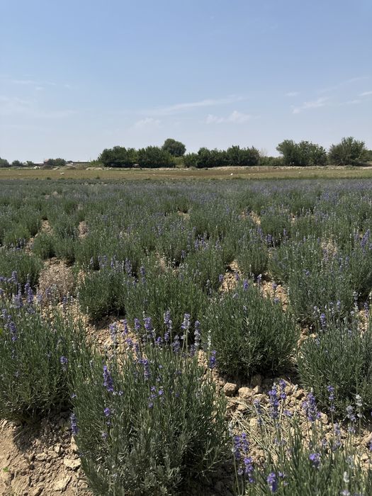 Lavanda fransuskiy