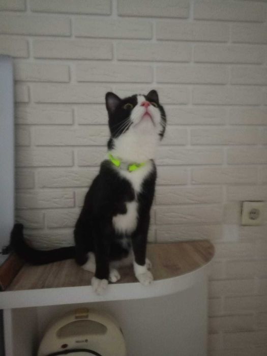 отдам кота в добрейшие руки