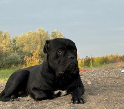 Вязка Кане корсо