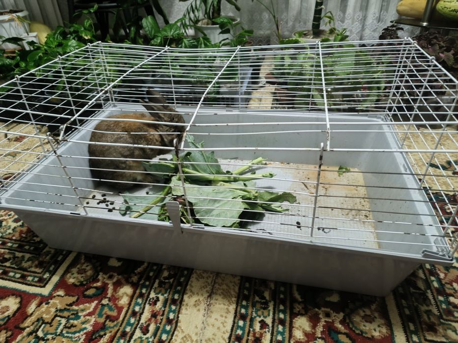 Продам декоративного кролика с клеткой