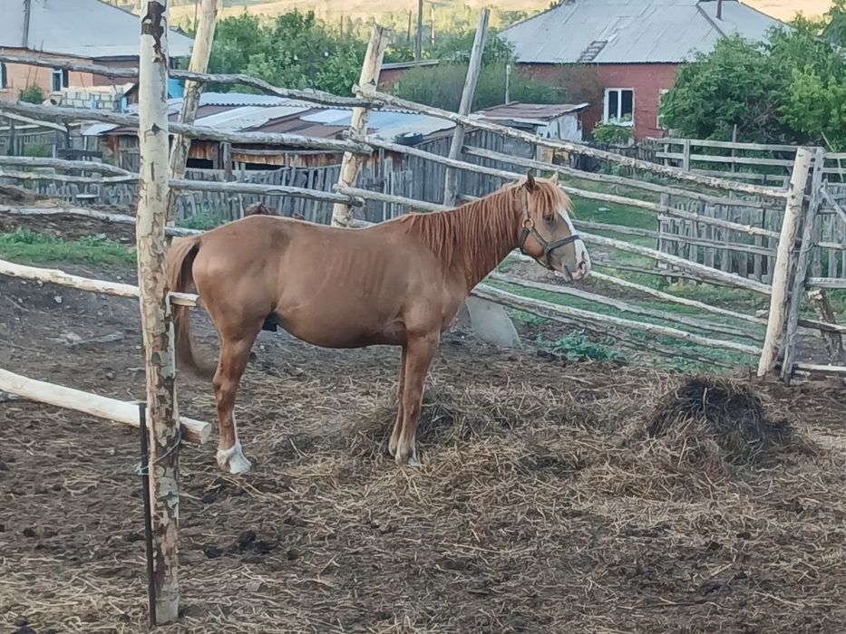 Айғыр сатылады, продается жеребец