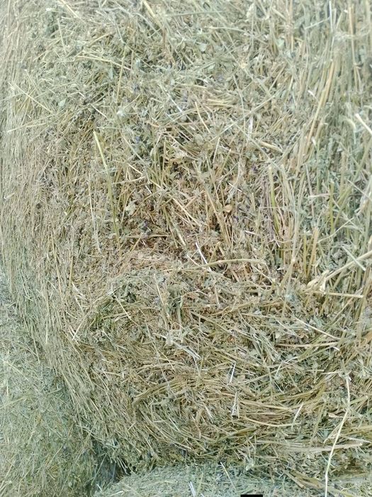 Baloți lucernă de vînzare