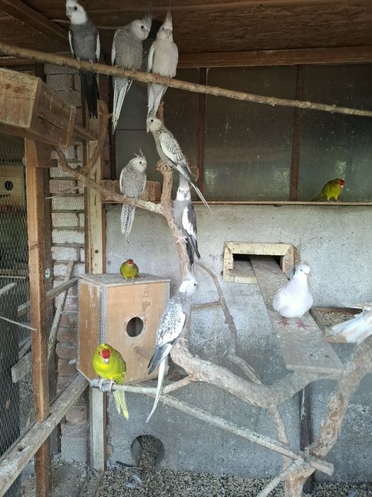 Свободни папагали