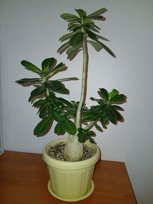 Адениум комнатное растение