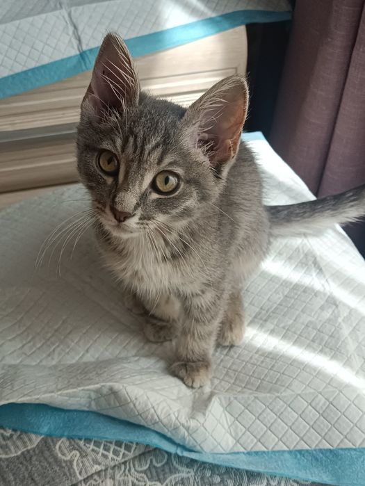Котенок ищет дом Астана