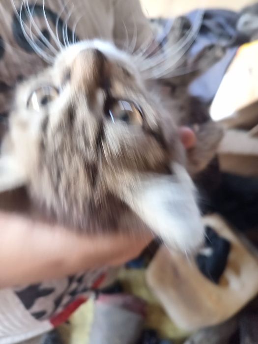 6 котят и мама котят
