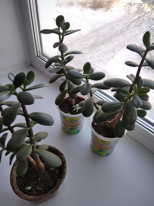 Комнатные цветы, " Толстяка "