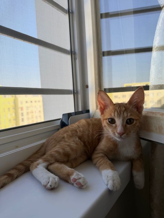 Котеноу мальчик,рыжик