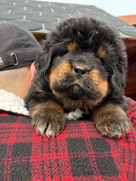 Tibetan Mastiff Chinezesc