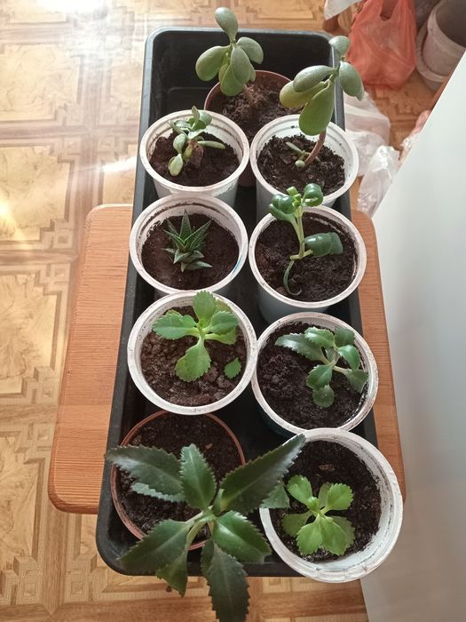 Продам комнатные  цветы укоренённые