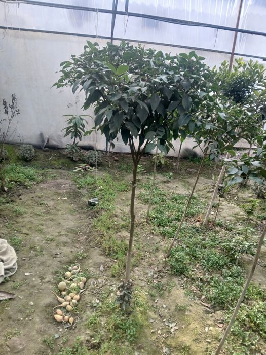 100% ishonchli Burichina kochatlari bor