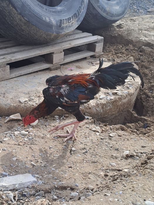 Бойцовский дакан