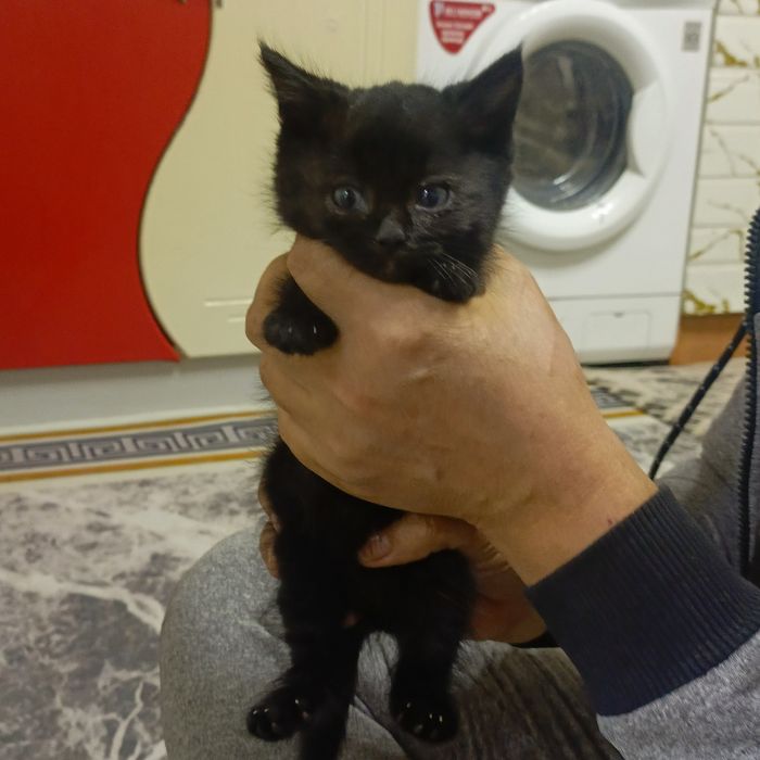 Отдам котят в добрые руки