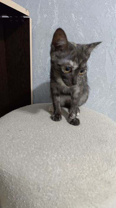 Отдам котят в хорошие ,добрые руки