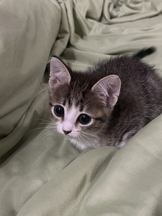 Котенок девочка бесплатно