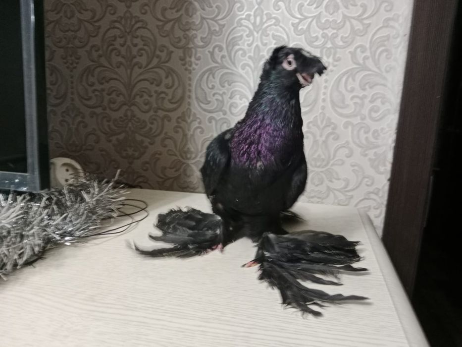 Продам   голубя