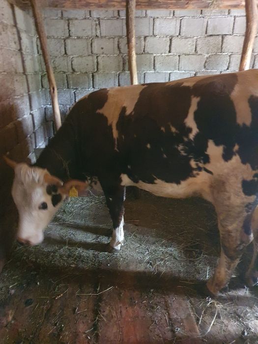 Vând junincă și vițel