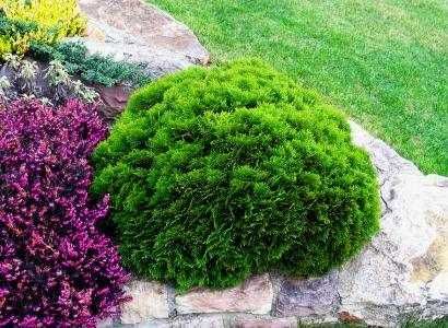 ТУЯ ДАНИКА(Кълбовидна)Промоция!!!