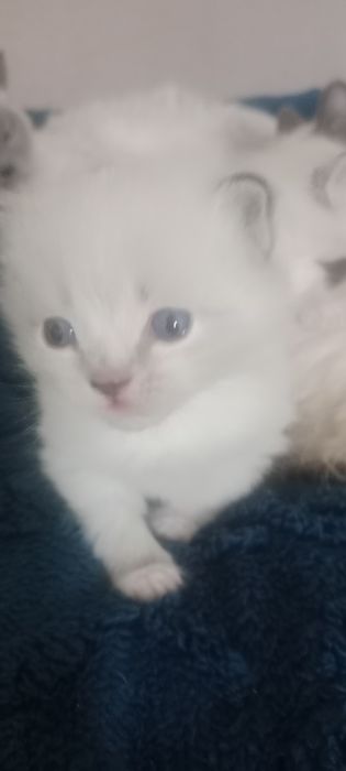 Отдам котят,два мальчика