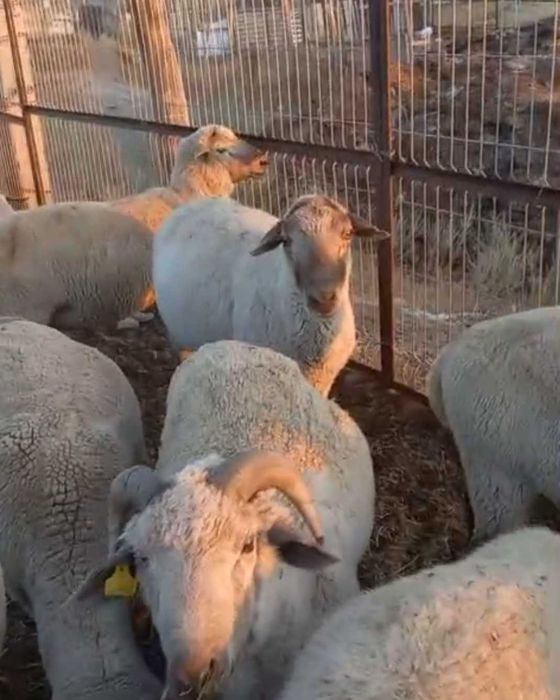 Семіз Қойлар сатылымда Жирные бараны