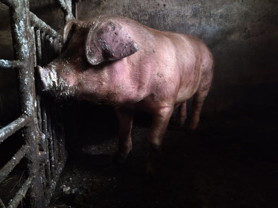 Продам кабана Дюрок