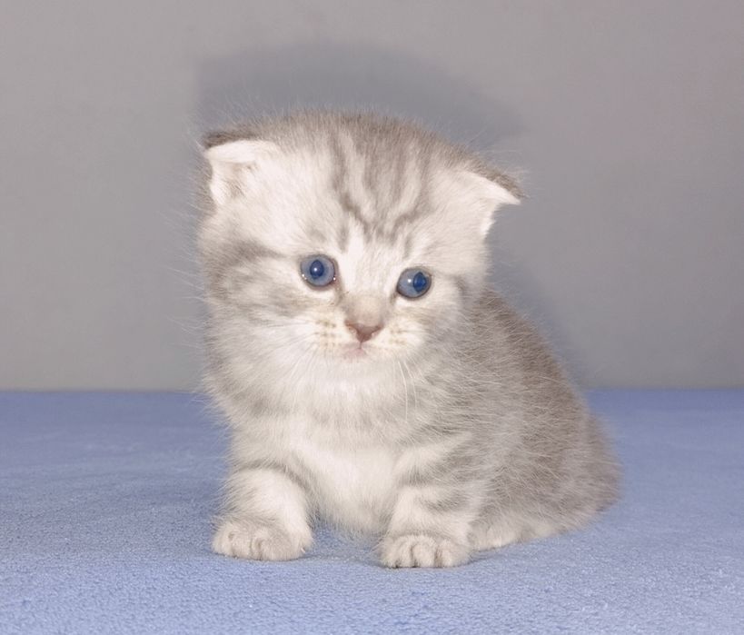 шотландские котята
