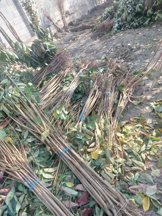 Мевали кучатлар бор. Олма нок урик гилос сотилади