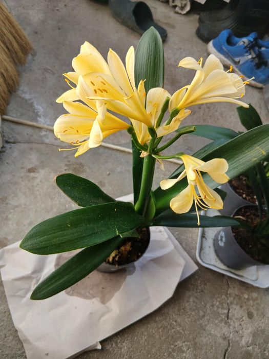 цветя Жълта Кливия