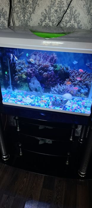 Аквариум аквариум