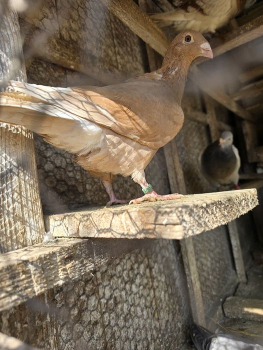 Porumbei  gusat spaniol