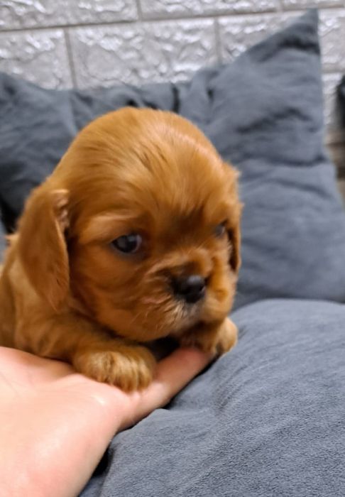 Кавалер кинг чарльз спаниель