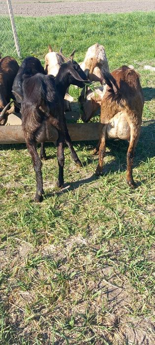 Capre anglo nubiene de lapte