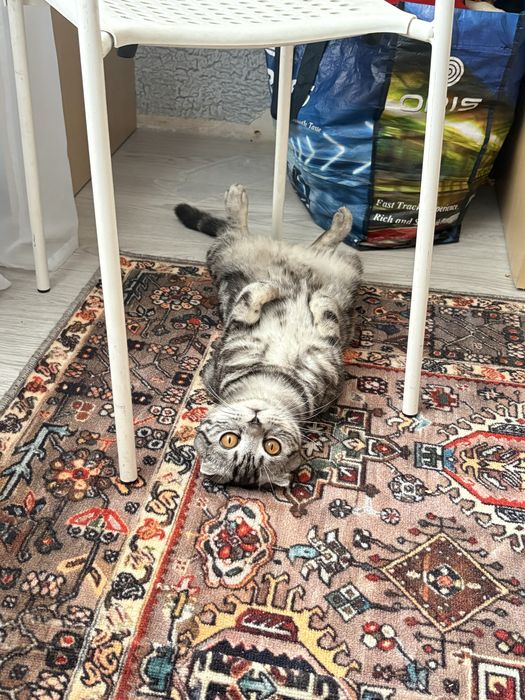 Продам шотландского кота