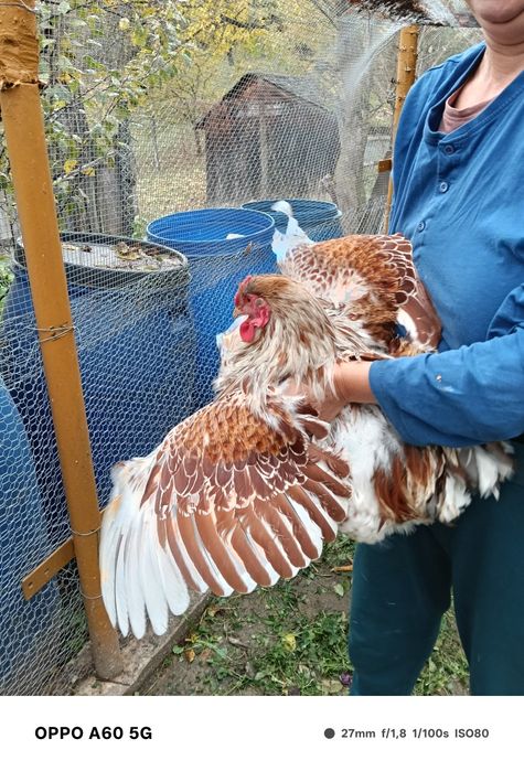 Cocosi Wiandotte rasa pura