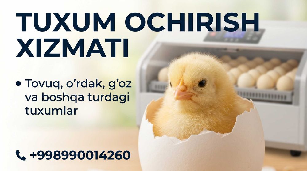 tuxum ochirish xizmati | inkubator xizmati | Услуга Инкубации